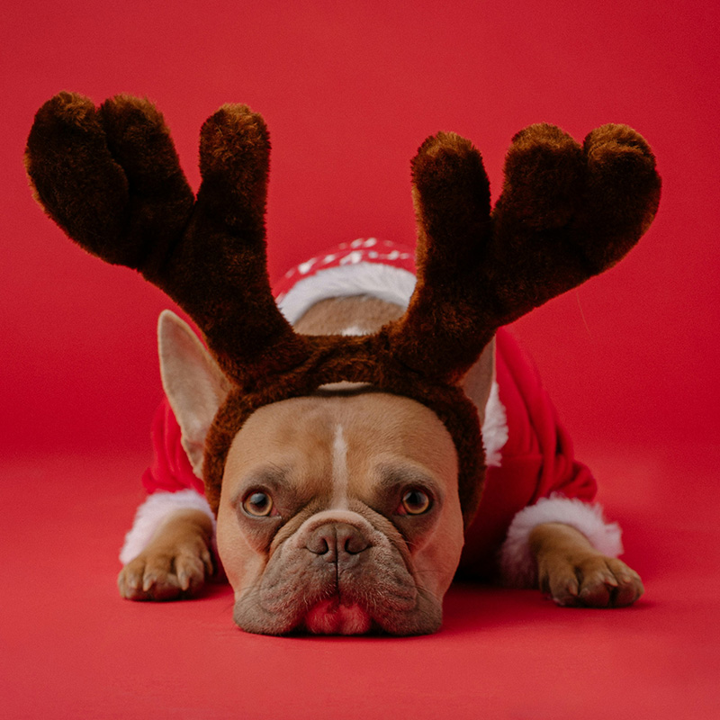 Christmas Safety for Pets: Decorations, Food, and More