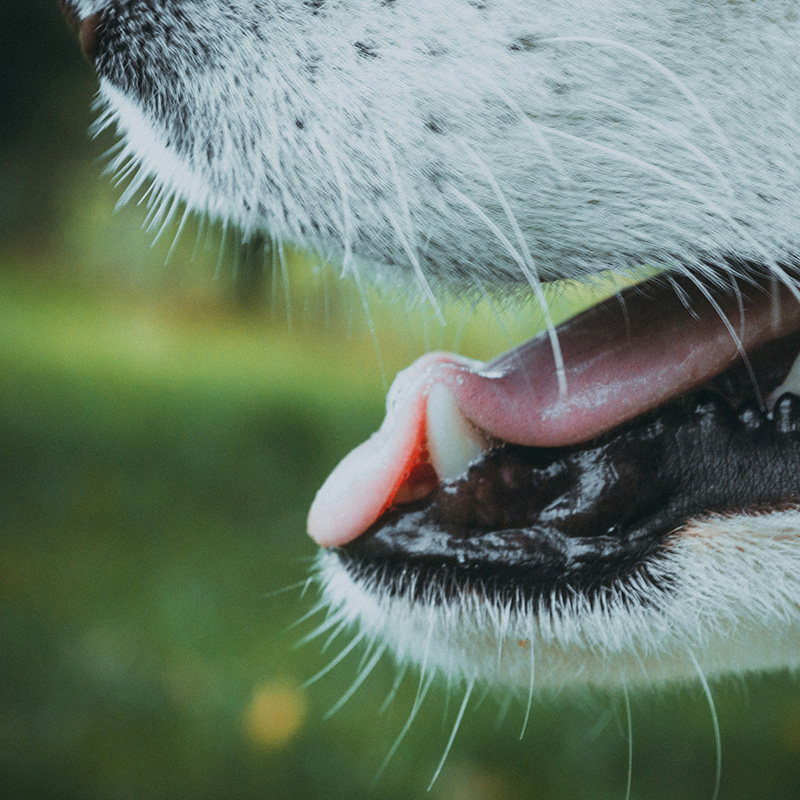 Importance of Pet Dental Care In Cats & Dogs