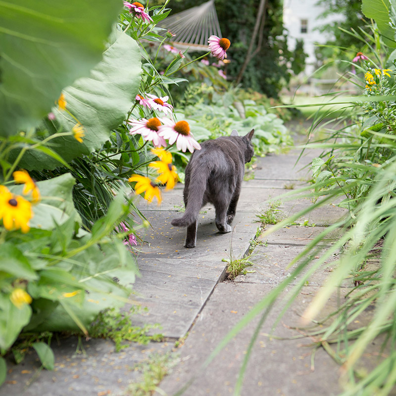 Gardening Safety For Pet Owners: Common Plants and Substances to Avoid