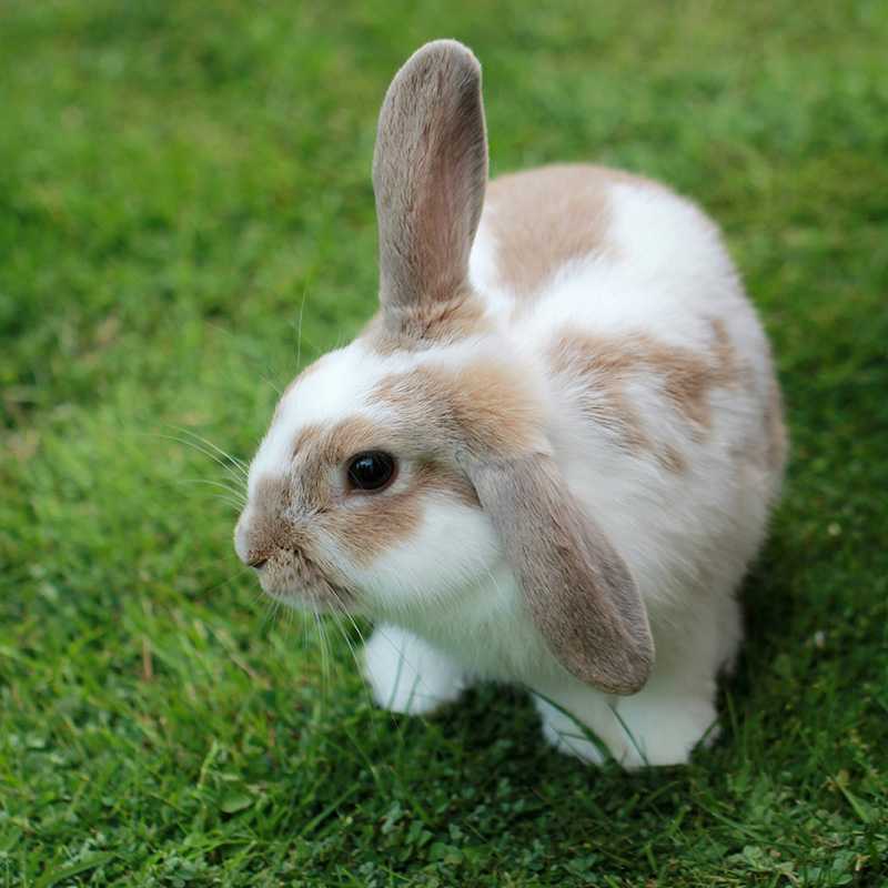 Rabbit Awareness: Ensuring Your Bunny is Happy and Healthy